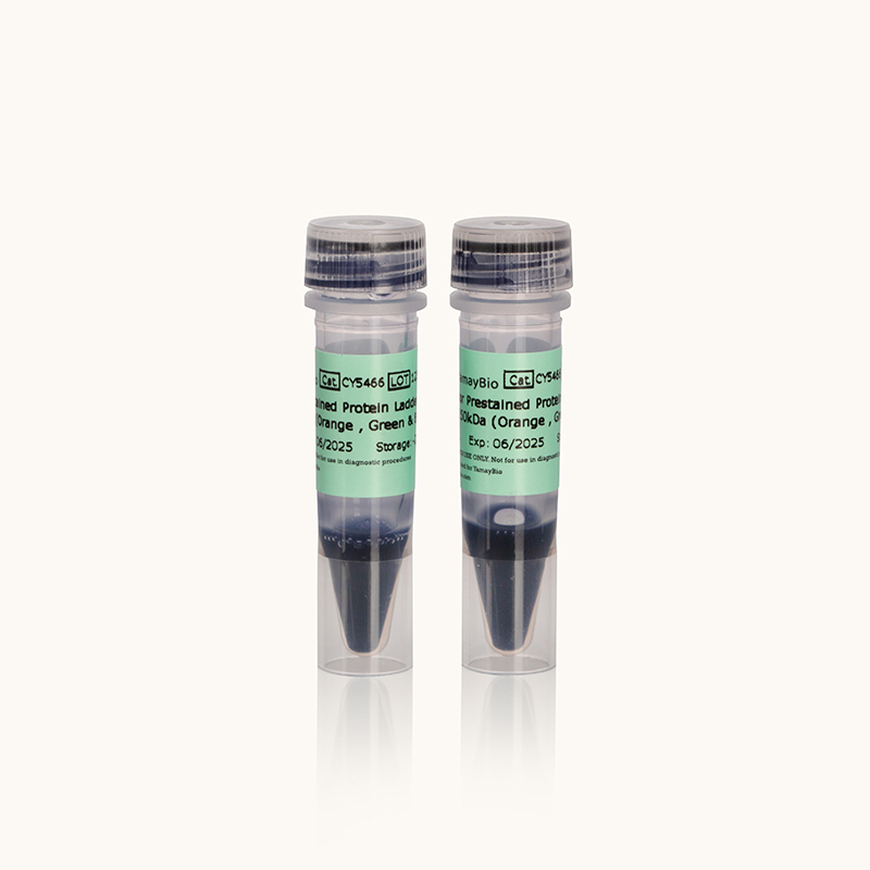 Tricolor Prestained Protein Ladder 10 kDa~250 kDa (Orange, Green & Blue)