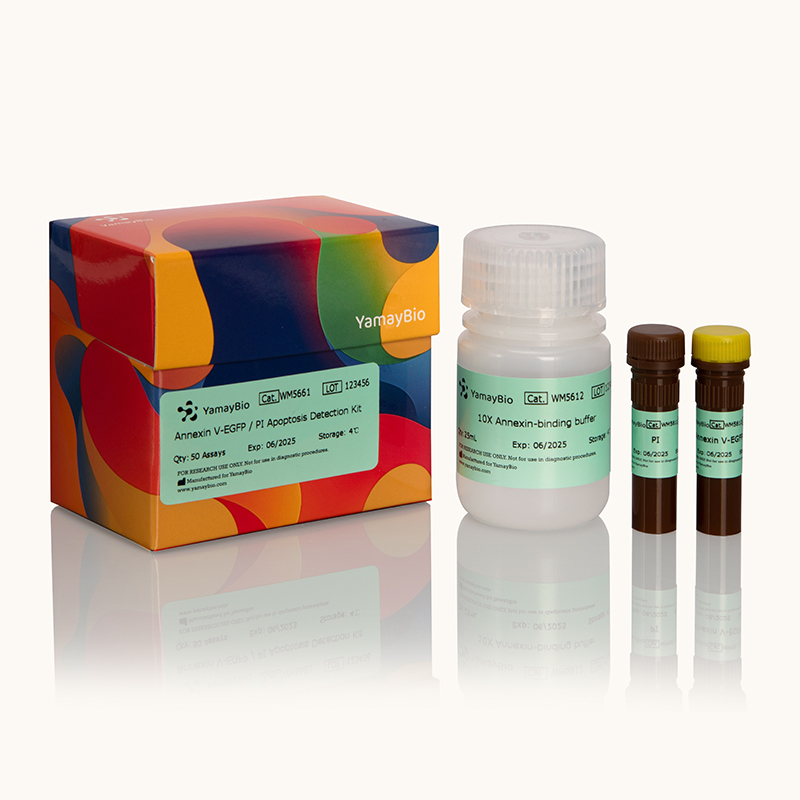 Annexin V-EGFP/PI Apoptosis Detection Kit
