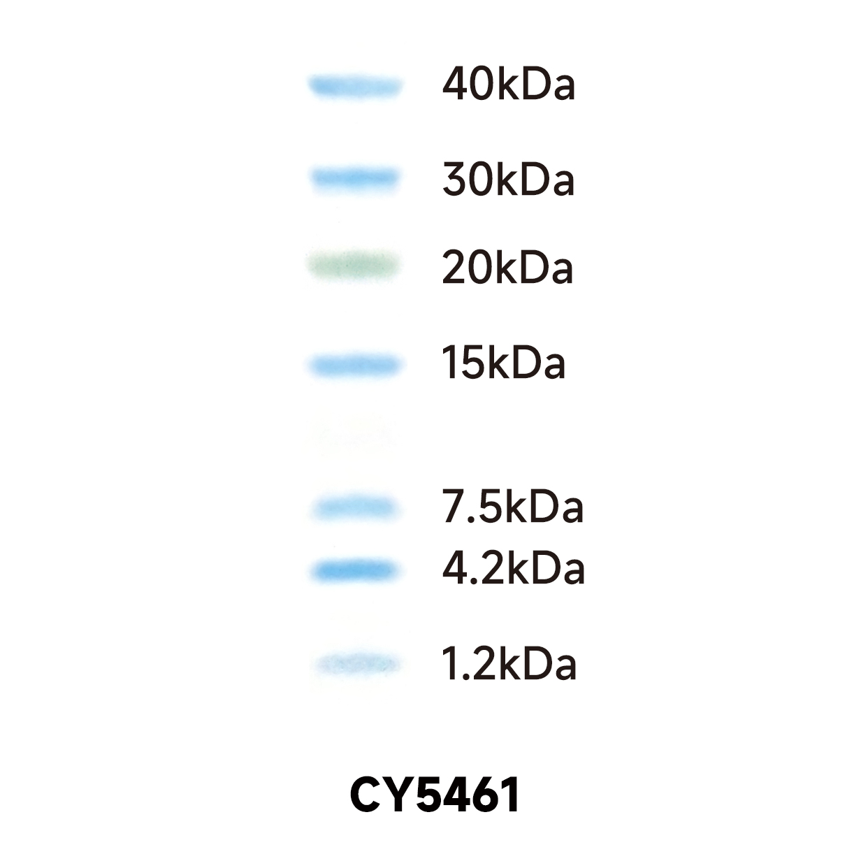 Multicolor Low Range Protein Ladder 1.2~40 kDa