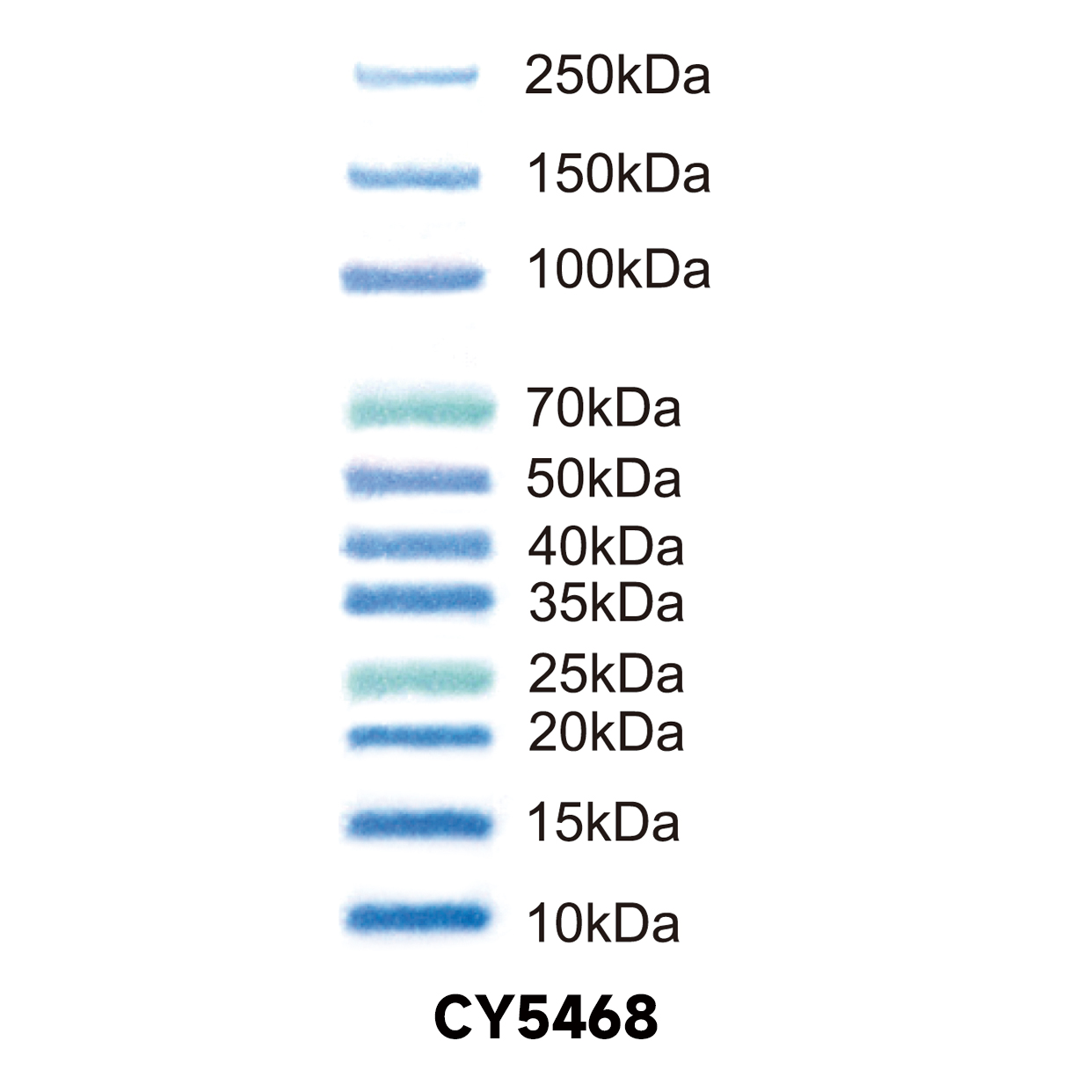 Multicolor Prestained NIR Protein Ladder 10kDa~250kDa 