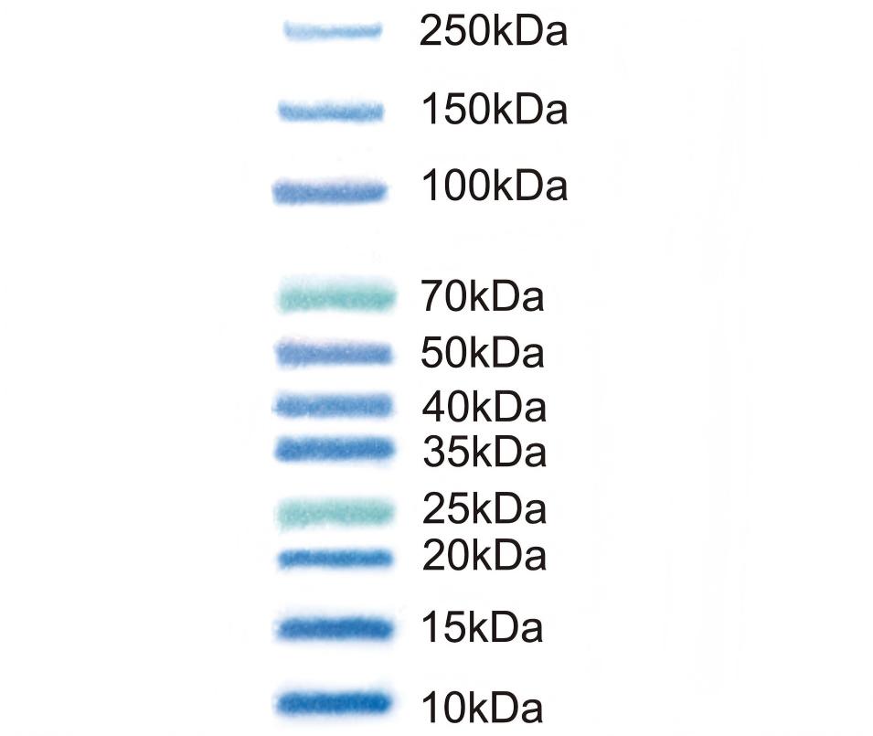 Multicolor Prestained NIR Protein Ladder 10kDa~250kDa 
4%-20% Tris-Glycine-SDS PAGE