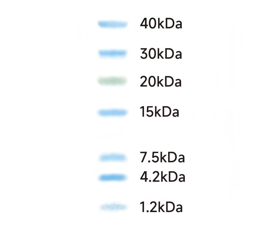 Multicolor Low Range Protein Ladder 1.2~40 kDa
16% Tricine-SDS PAGE