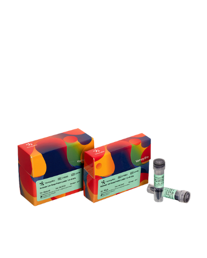 Western Blot Rapid Stripping Buffer (mild and general type)