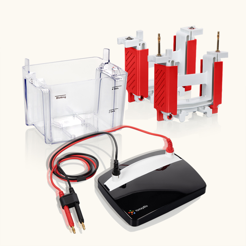 1 Mini Cell Lid With Power Cables
1 Mini Buffer Tank
1 Mini Tetra Electrophoresis Primary Core
1 Mini Tetra Electrophoresis Companion Core
