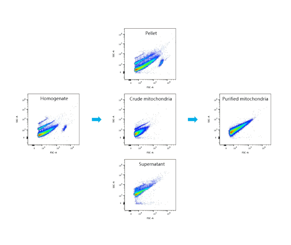 100 mg of mouse liver tissue was processed according to the protocol to obtain the following fractions: liver homogenate, pellet (containing nuclei, unlysed cells, etc.), supernatant (cytoplasmic components), crude mitochondria, and purified mitochondria. Each fraction was diluted 1:100 in PBS and analyzed by flow cytometry.

As shown in Fig 1, the purified mitochondrial fraction displayed a distinct, uniformly distributed cluster, indicating a high degree of mitochondrial purity.
