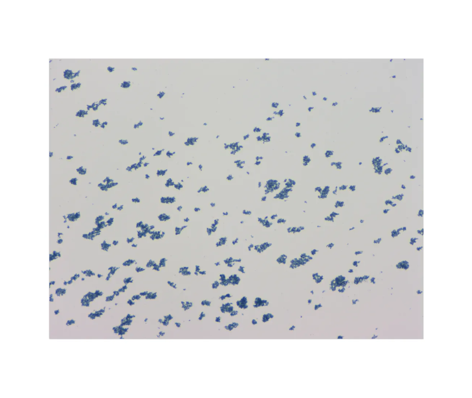 Mitochondria extracted from 100mg mouse liver tissue using BF7478 were stained with Janus Green solution. 

Microscopic examination showed: Blue-green stained mitochondria appearing as rod-shaped or dumbbell-shaped structures, with frequent aggregation due to high mitochondrial density in liver tissue.