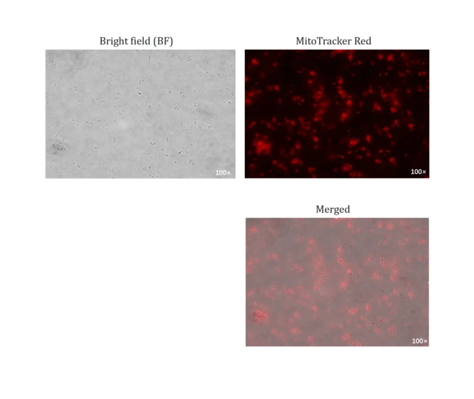 The isolated mitochondria were treated with MitoTracker Red, a membrane potential-dependent mitochondrial dye, and observed under a fluorescence microscope. 

As shown in Figure 3, the stained mitochondrial suspension emitted red fluorescence, indicating that the mitochondrial membrane potential was well preserved and the extracted mitochondria remained highly active.