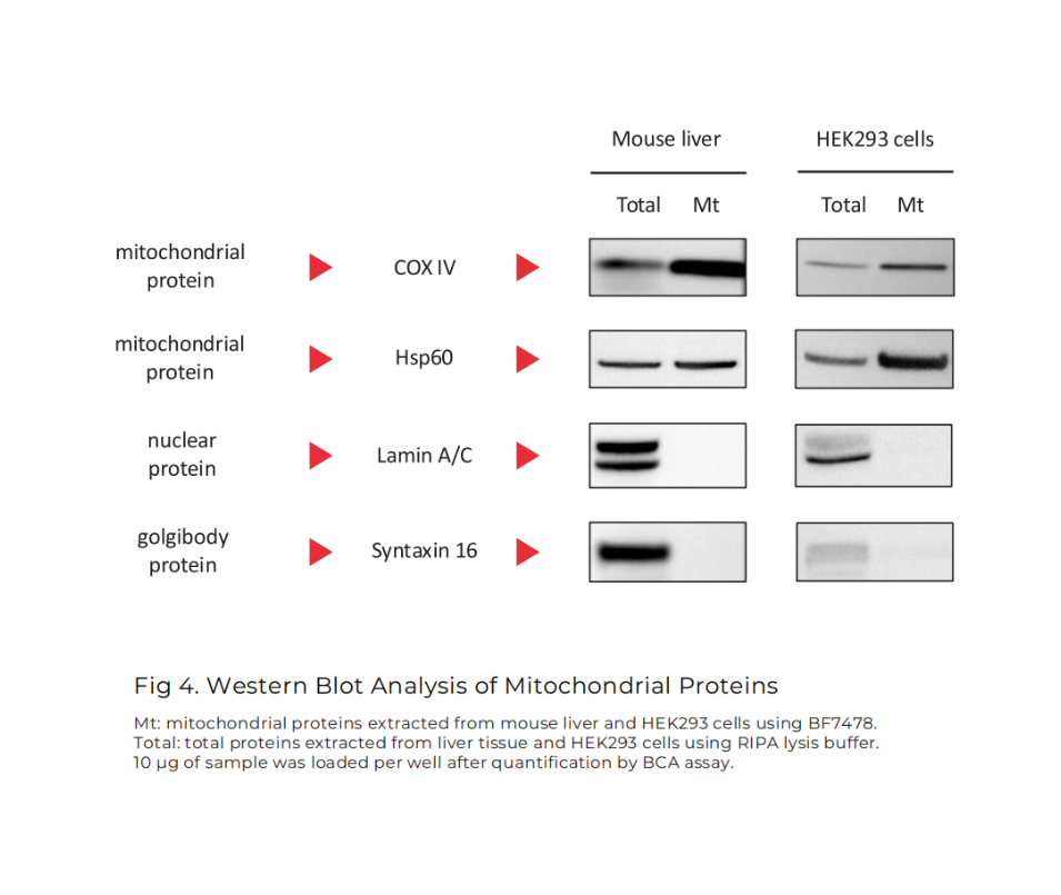 The extracted mitochondria can be used for mitochondrial function studies, mitochondrial protein analysis, and mtDNA extraction.

As shown in Figure 4,  COX IV and Hsp60 bands were much stronger in the mitochondrial fraction than in the total protein fraction, showing effective enrichment by BF7478. 
No Lamin A/C or Syntaxin 16 bands were detected, indicating minimal contamination from nuclei or Golgi.