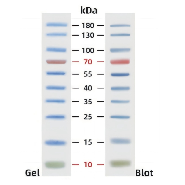 Tricolor Prestained Protein Ladder 10 kDa-180 kDa (Orange, Green & Blue)