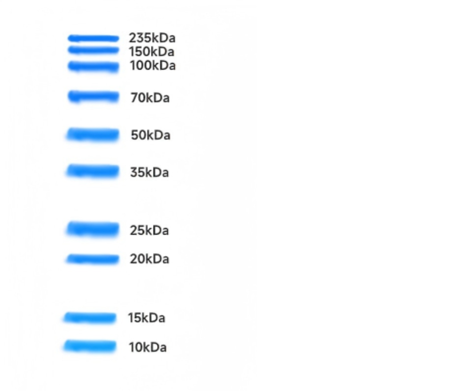 Unstained Prestained Protein Ladder 
12.5% Tris-Glycine-SDS PAGE