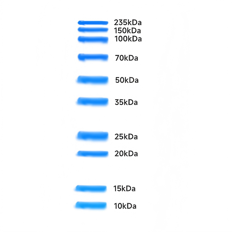 Unstained Protein Ladder 10 kDa-235 kDa