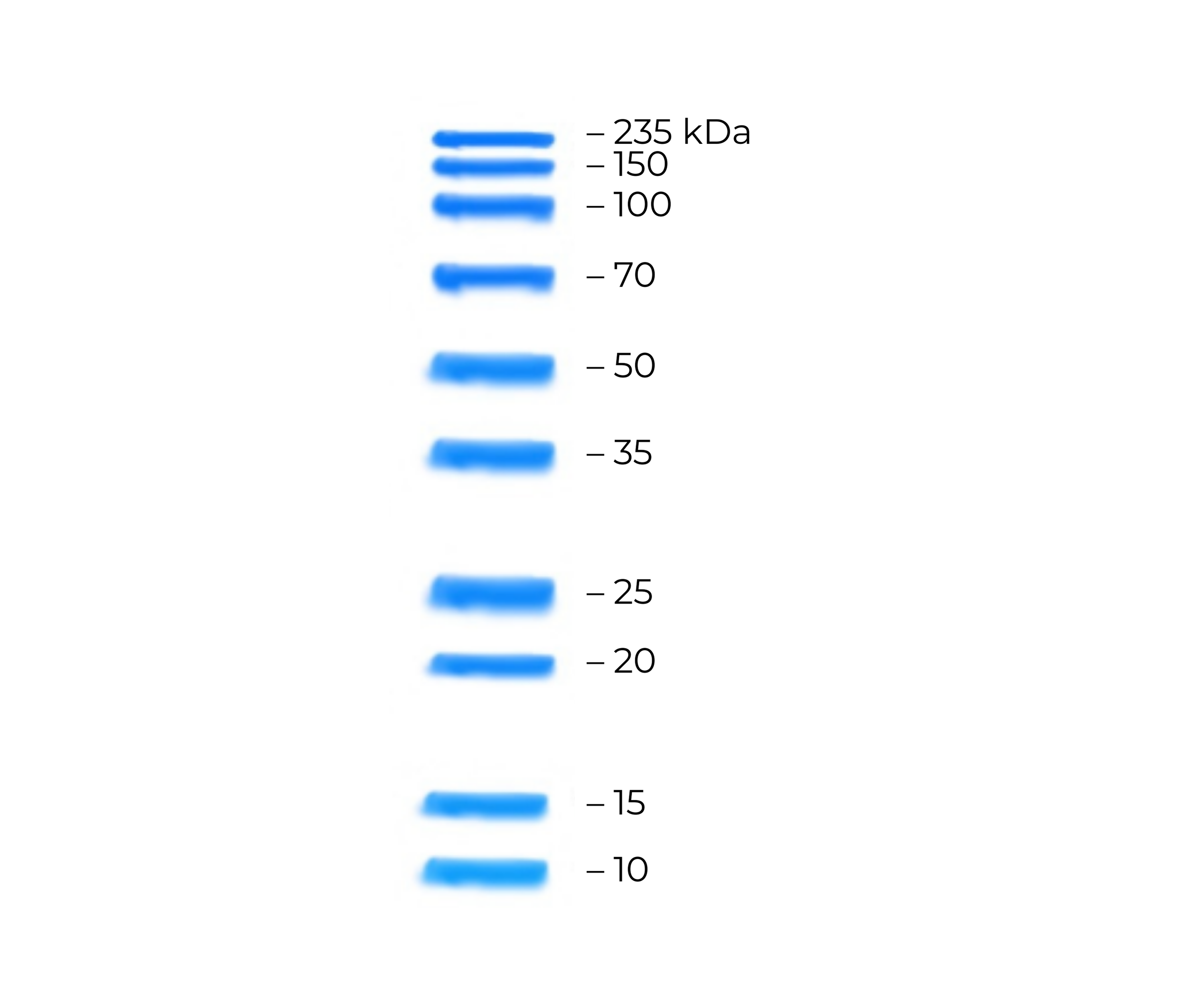 Unstained Prestained Protein Ladder 
12.5% Tris-Glycine-SDS PAGE