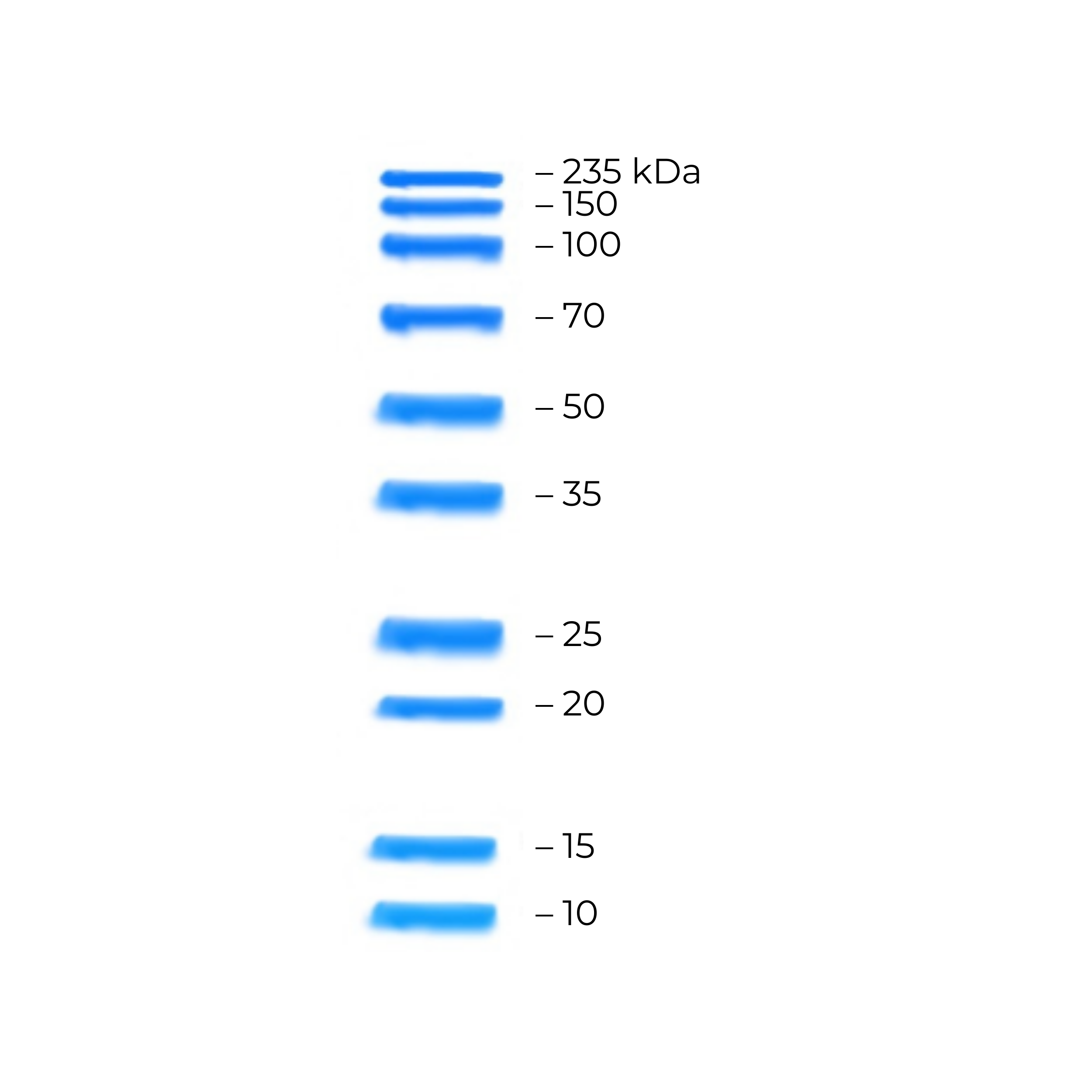 Unstained Protein Ladder 10-235 kDa