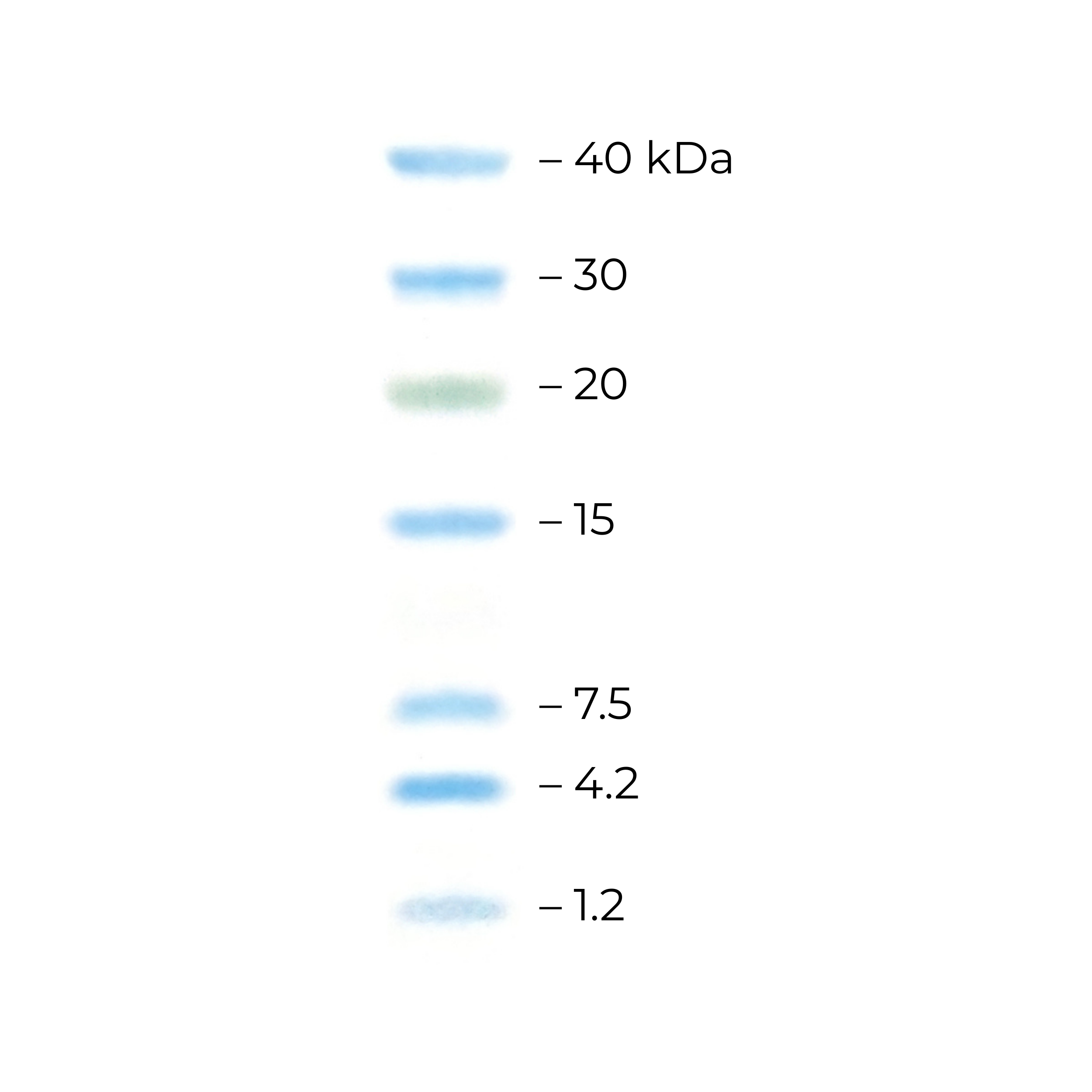 Multicolor Low Range Protein Ladder 1.2-40 kDa