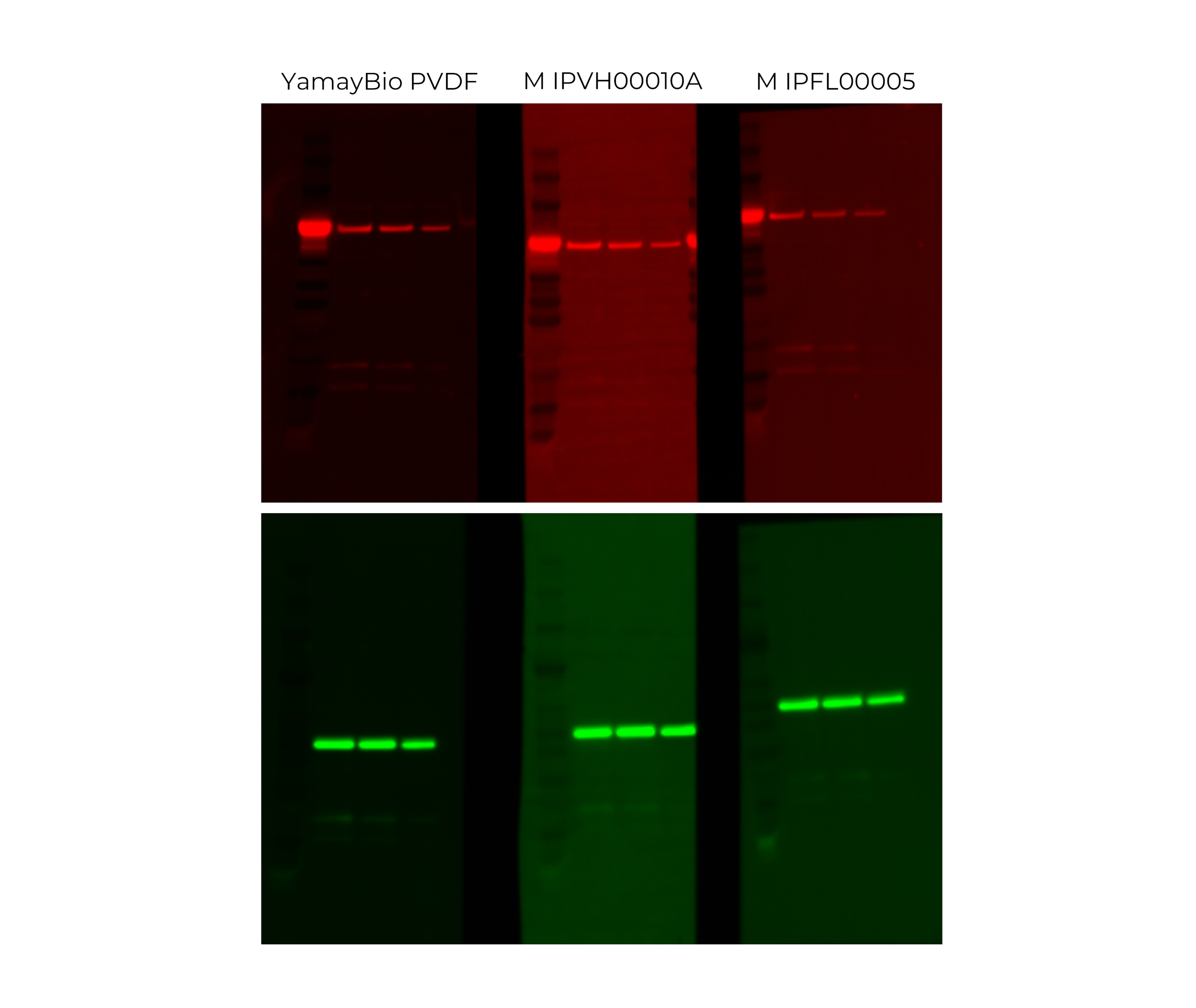 HeLa cell lysates were separated on a Bis-Tris 4–20% precast gel and transferred using ice-free transfer buffer. Membranes tested included YamayBio PVDF membrane (0.45 µm) and two MilliporeSigma low-fluorescence PVDF membranes (0.45 µm). After blocking for 15 min, membranes were incubated with primary antibodies against HSP60 or GAPDH, followed by incubation with DyLight 550–labeled secondary antibody or DyLight 488–labeled secondary antibody, respectively.