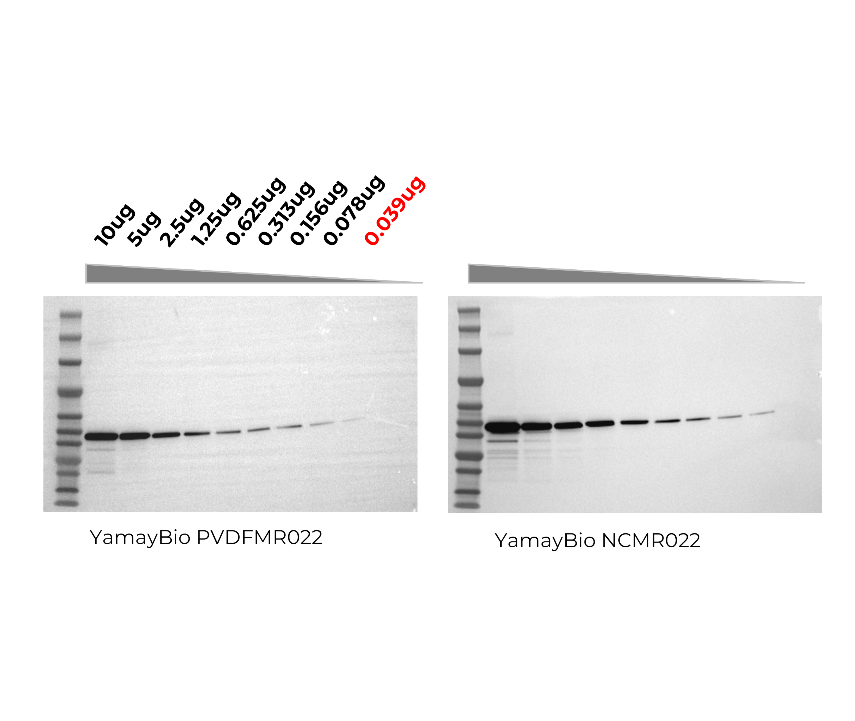 Mouse muscle lysate was separated on a precast gel (AN9325) and transferred using Ice-free Bath Rapid Transfer Buffer (MS8135) at 400 mA for 45 min. Membranes were blocked with Protein-free Blocking Buffer (BM3152) for 15 min, probed with HRP-conjugated antibody (1:25,000, 1 h, RT), and detected by chemiluminescence. Reliable detection down to 0.039 µg protein loading.