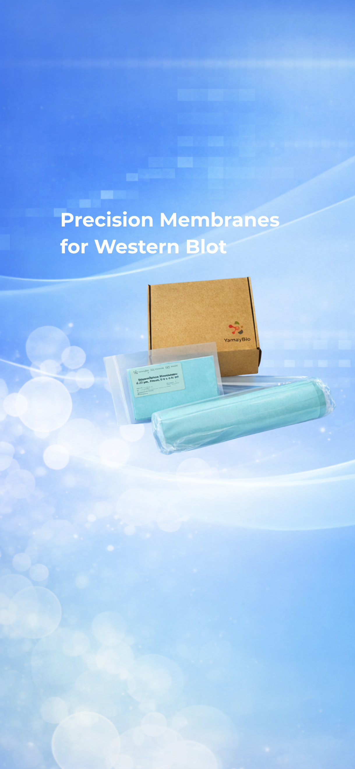 PVDF and Nitrocellulose 
Membranes