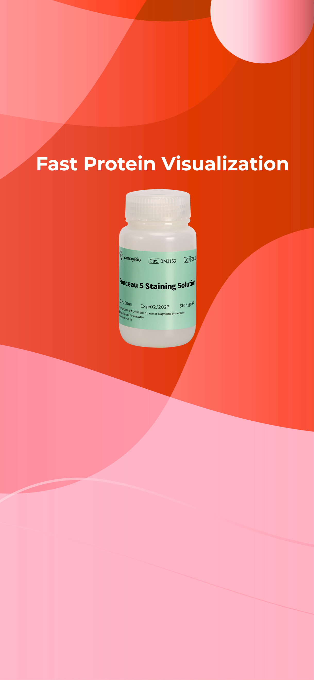 Ponceau S Staining Solution 