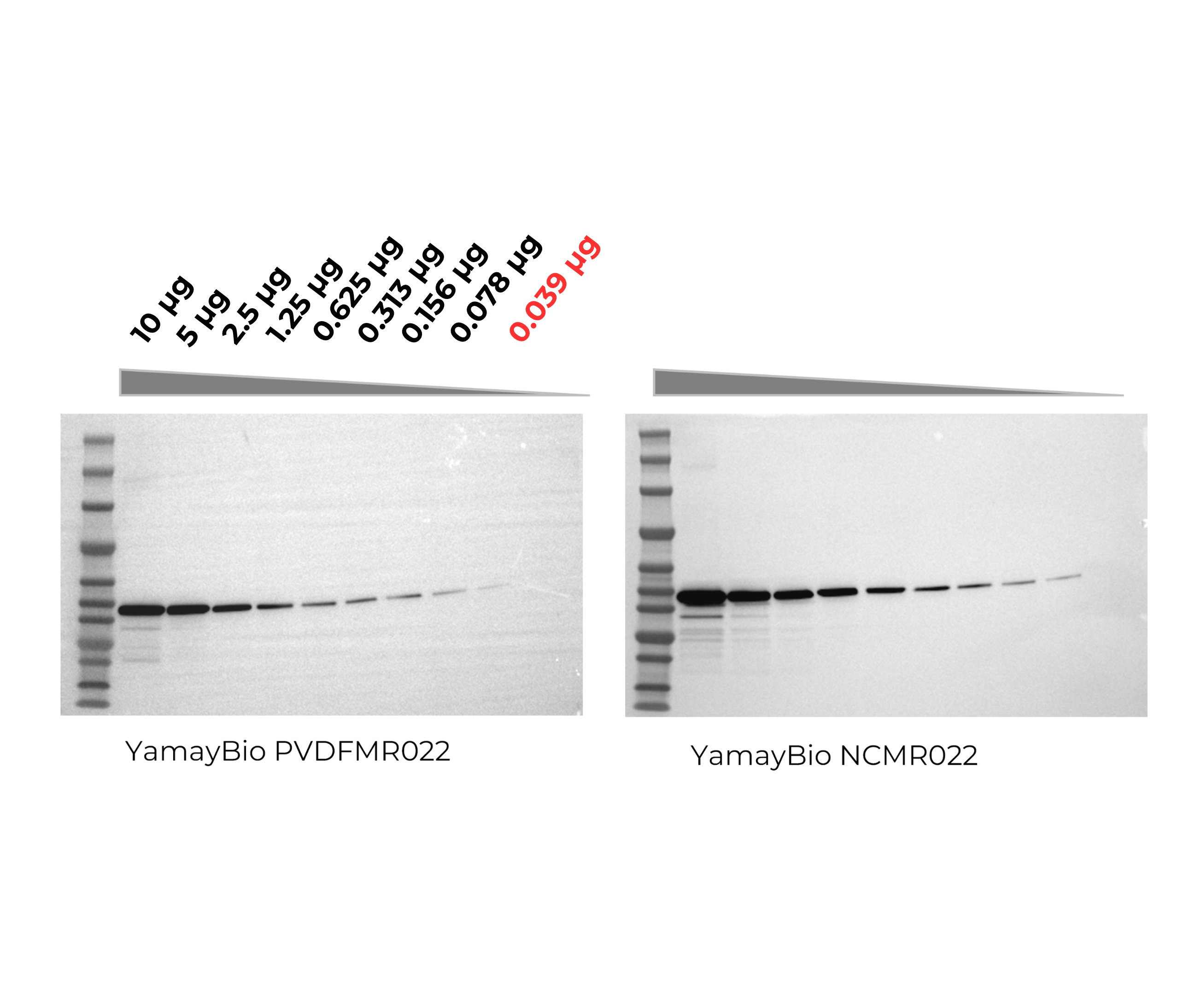 Mouse muscle lysate was separated on a precast gel (AN9325) and transferred using Ice-free Bath Rapid Transfer Buffer (MS8135) at 400 mA for 45 min. Membranes were blocked with Protein-free Blocking Buffer (BM3152) for 15 min, probed with HRP-conjugated antibody (1:25,000, 1 h, RT), and detected by chemiluminescence. Reliable detection down to 0.039 µg protein loading.
