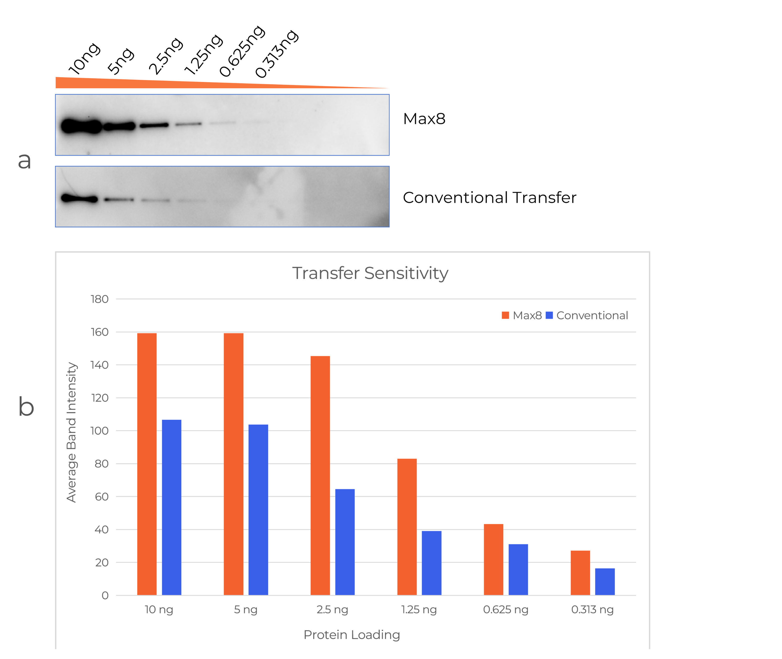 Enables sensitive detection of low-abundance proteins while maintaining uniform transfer performance across lanes, delivering 1.74× stronger average band intensity compared to conventional methods.

Protein Transfer Sensitivity Comparison. Recombinant GFP separated on a 4–20% Bis-Tris gel (1.0 mm, MOPS) with serial dilutions from 10 to 0.313 ng per lane. Proteins were transferred using the Max8 system (Fast method, 10 min) or conventional wet transfer (300 mA, 60 min) and detected by chemiluminescence using anti-GFP antibody (a). Quantification of sensitivity data is shown (b).