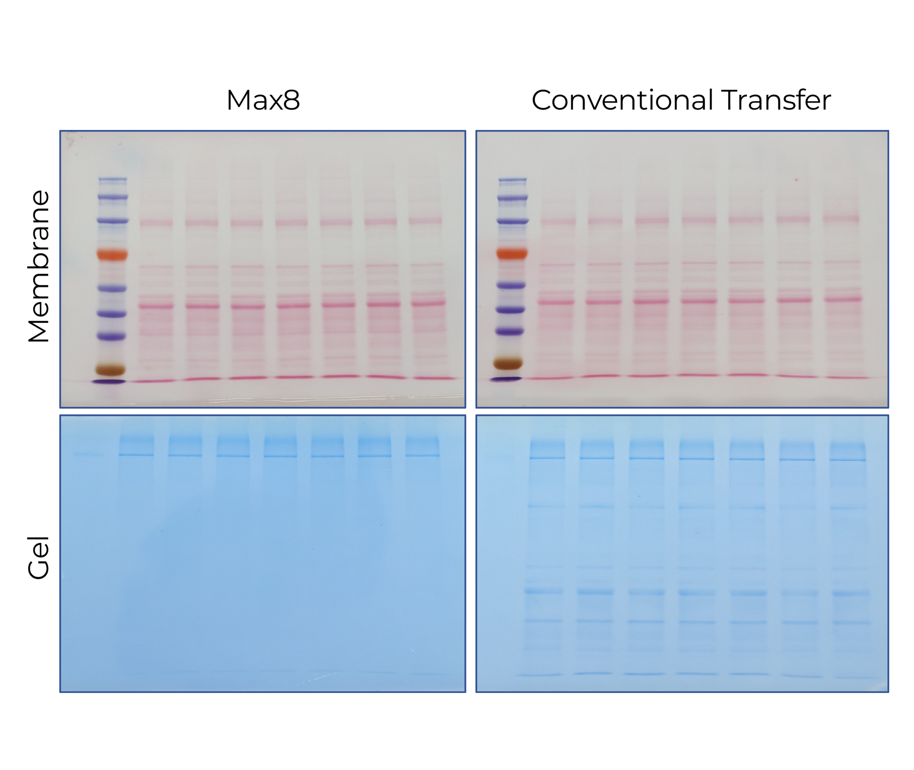 Delivers high transfer efficiency across a wide range of protein molecular weights, with uniform and reliable performance comparable to traditional wet transfer. 

Protein Transfer Efficiency Comparison. Mouse muscle lysates (10 μg per lane) separated on a 10% Tris–Glycine gel (1.5 mm). Proteins were transferred using the Max8 system (Standard method, 15 min) or conventional wet transfer (300 mA, 60 min). Ponceau S–stained membranes and Coomassie-stained gels after transfer are shown.