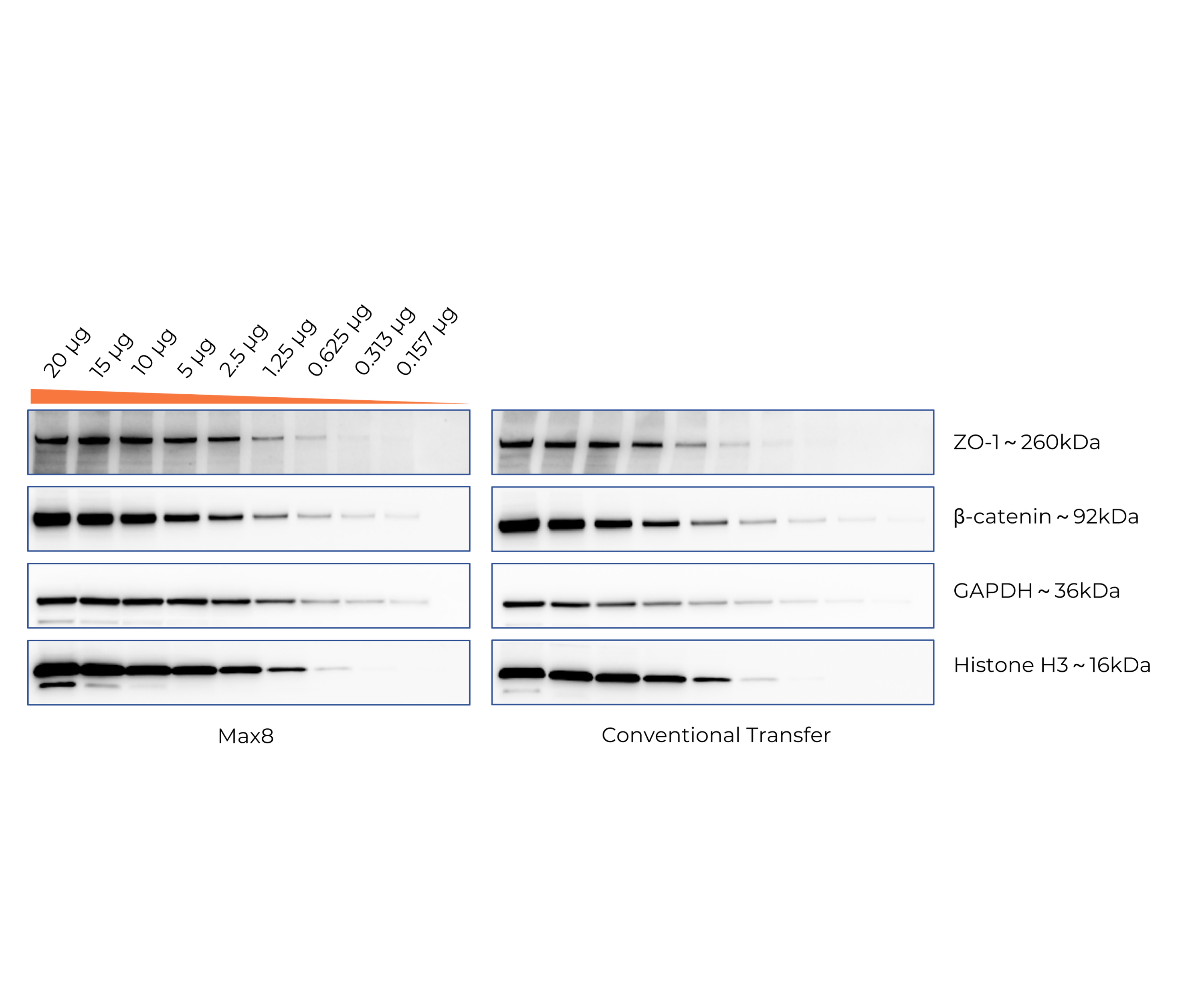 Displays strong signal intensity and consistent transfer performance from low- to high-molecular-weight proteins, compared with conventional wet transfer or semi-dry transfer.

Broad Molecular Weight Protein Transfer Performance. PC12 cell lysates separated on a 4– 20% Bis-Tris precast gel with serial dilutions from 20 to 0.157 μg per lane. Proteins were transferred using the Max8 system (Extended method, 20 min) or conventional wet transfer (300 mA, 90 min) and detected by chemiluminescence.