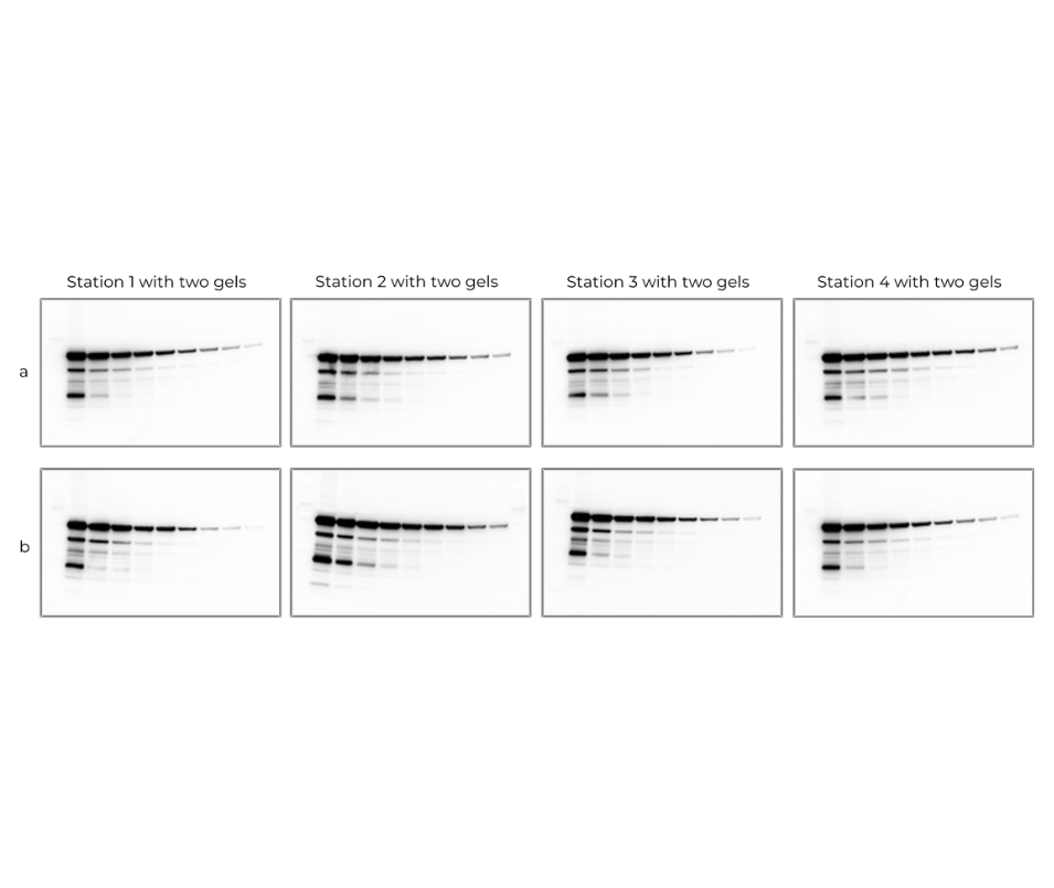 Demonstrates consistent transfer performance across four independent transfer stations when simultaneously processing two mini gels each.

Consistent Station-to-Station Transfer. Mouse skeletal muscle lysates separated on a 4–20% Bis-Tris precast gel with serial dilutions from 10 to 0.039 μg per lane. Proteins were transferred using the Max8 system Standard method across four transfer stations and detected using HRP-conjugated anti-GAPDH antibody.