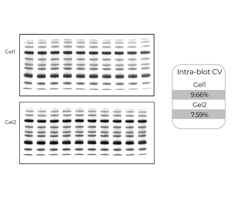 Highly consistent simultaneous transfer. Equal amount of protein ladder was loaded in each well for SDS-PAGE separation, and the gels were transferred by the Max8 using the standard method. The system guarantees excellent blot-to-blot consistency even when processing two mini gels in the same station.