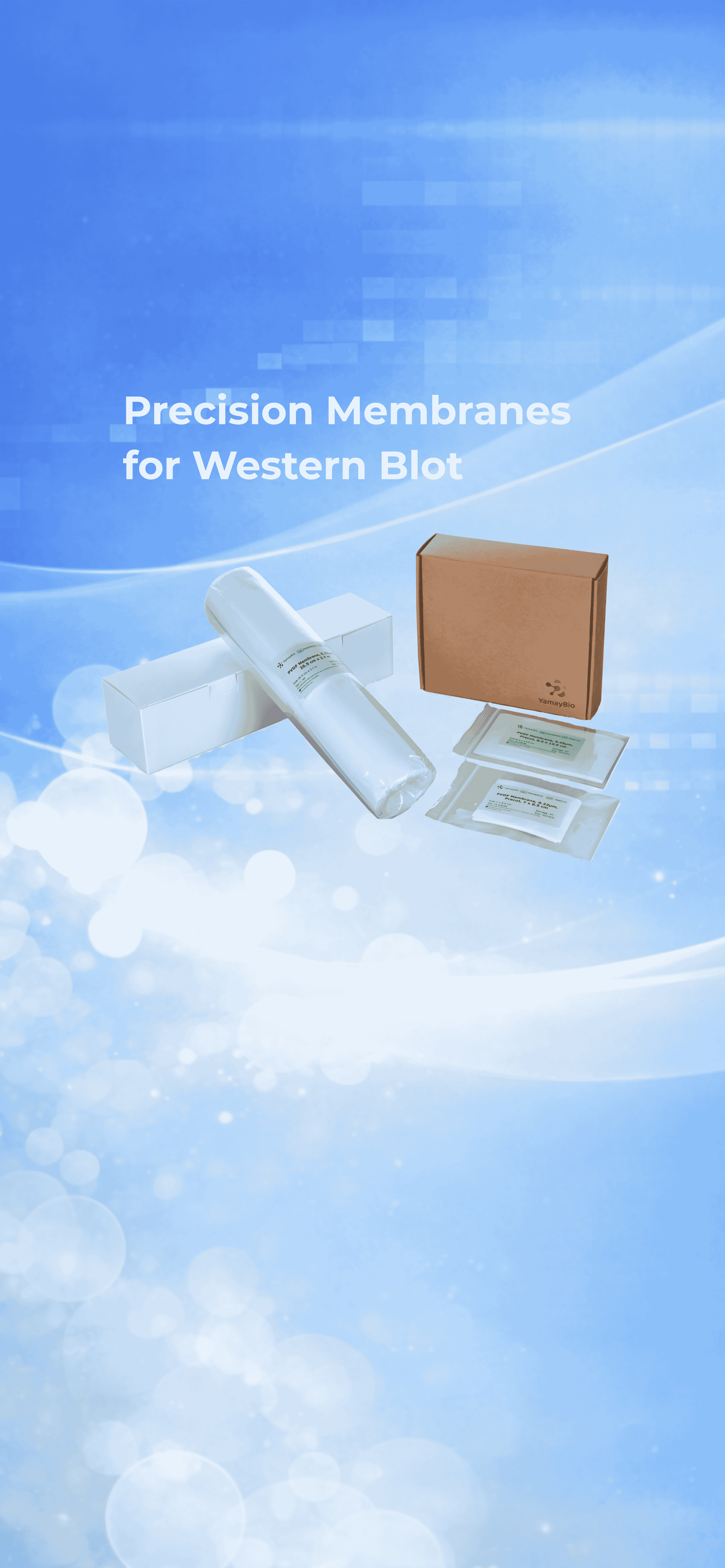 PVDF and Nitrocellulose 
Membranes