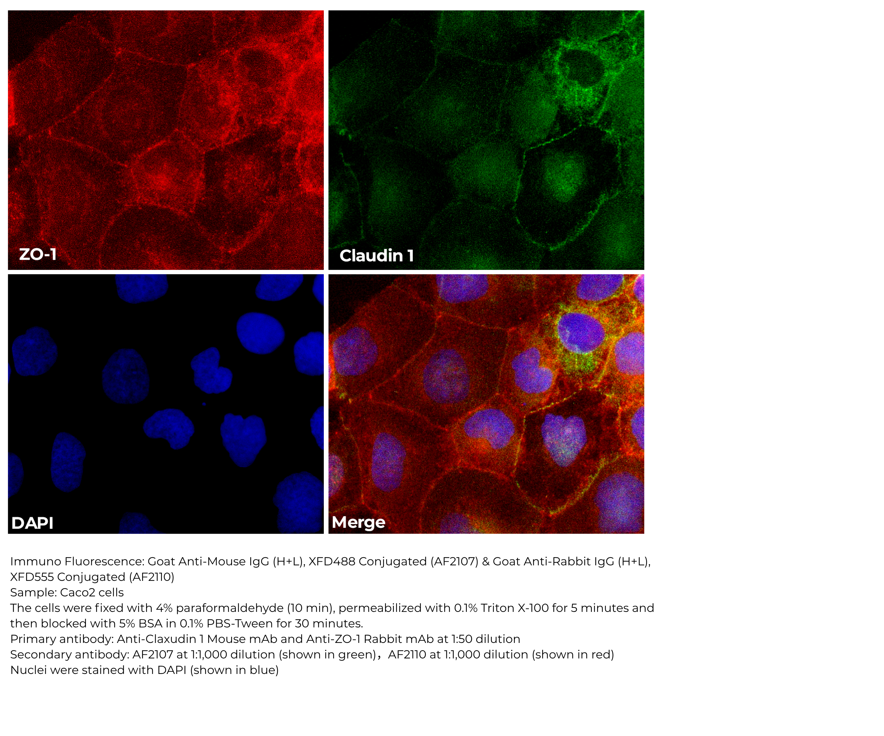 Goat Anti-Mouse IgG(H+L), XFD488 Conjugated (AF2107)