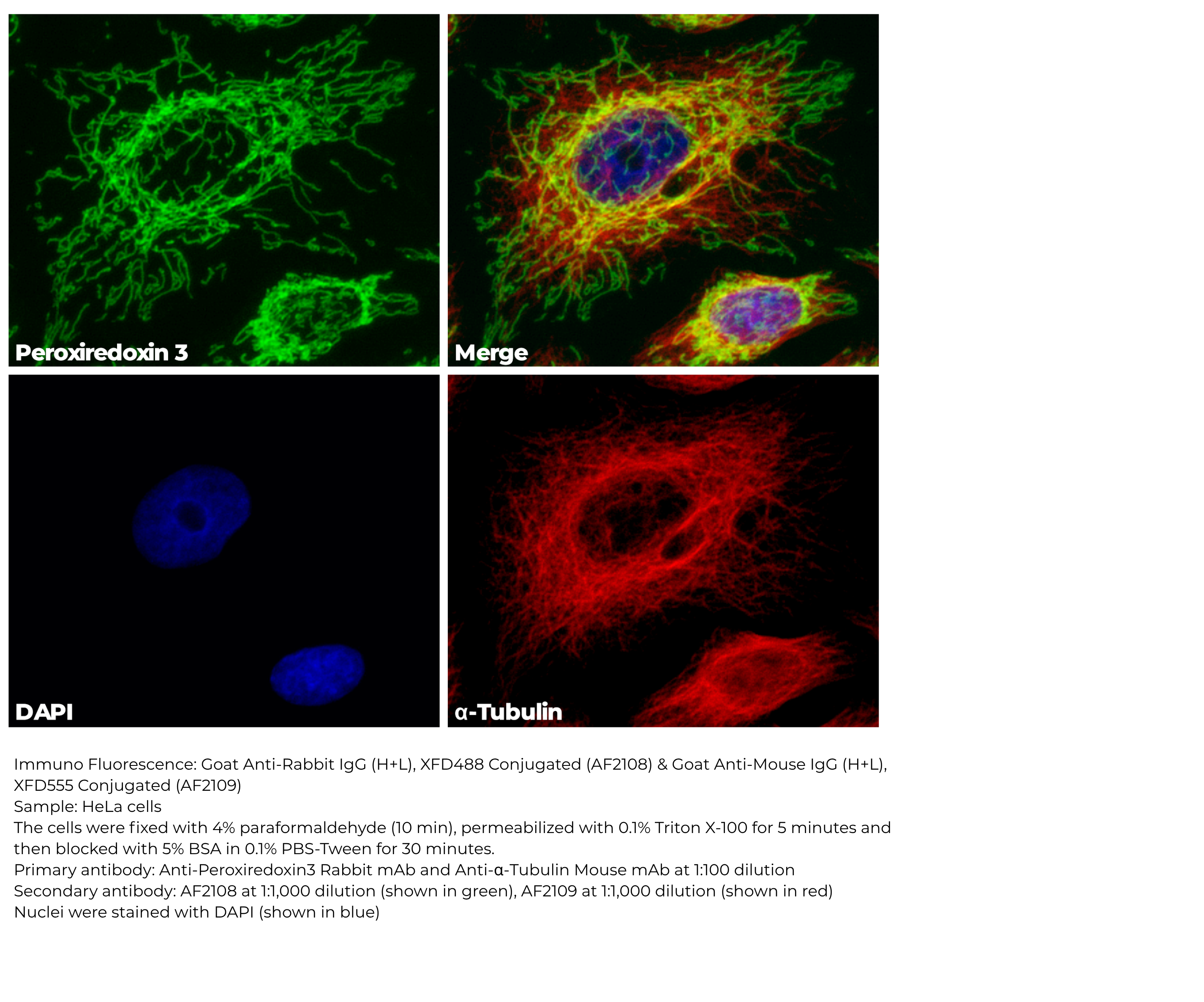 Goat Anti-Rabbit IgG(H+L), XFD488 Conjugated(AF2108)