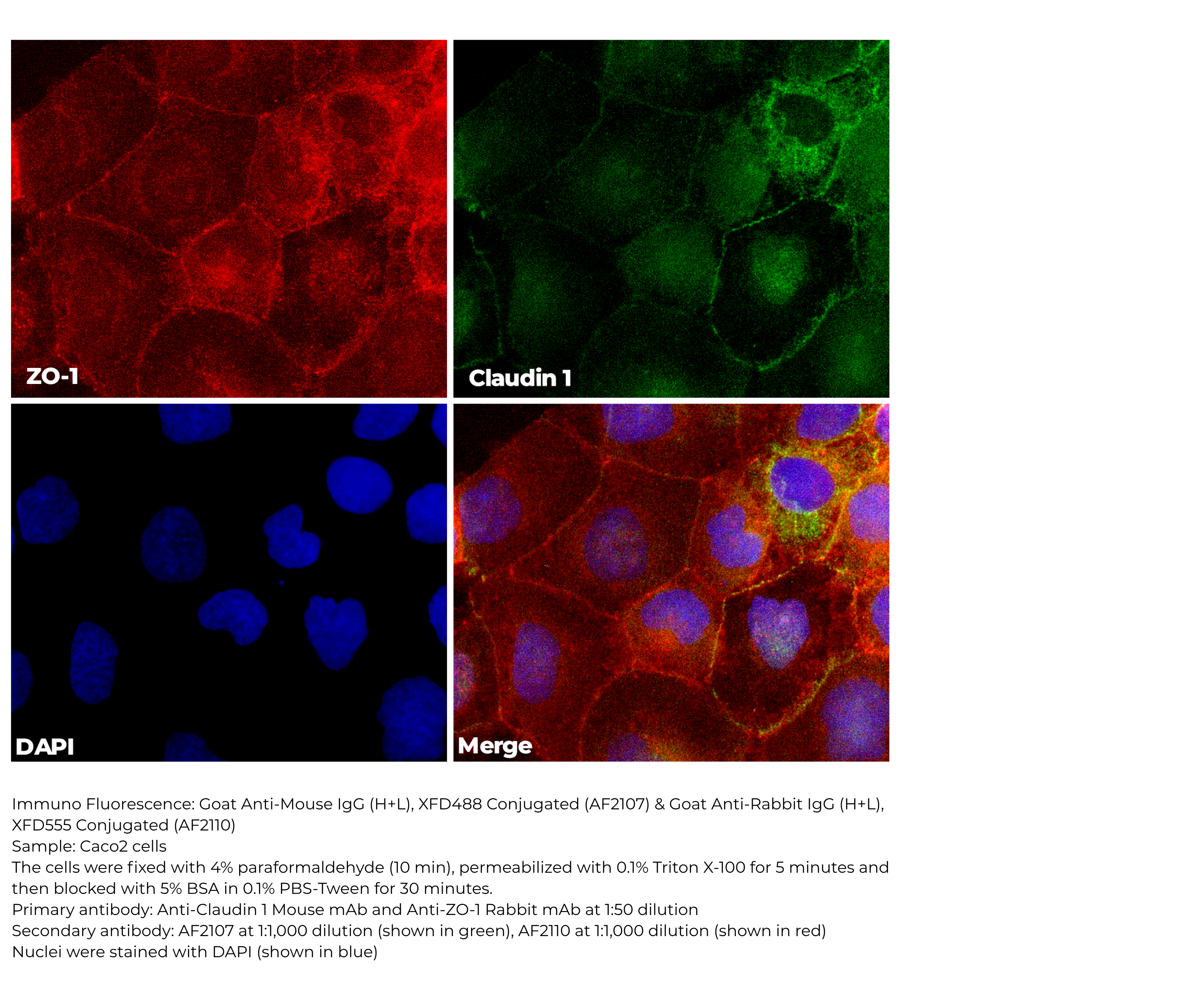 Goat Anti-Rabbit IgG(H+L).XFD555 Conjugated(AF2110)