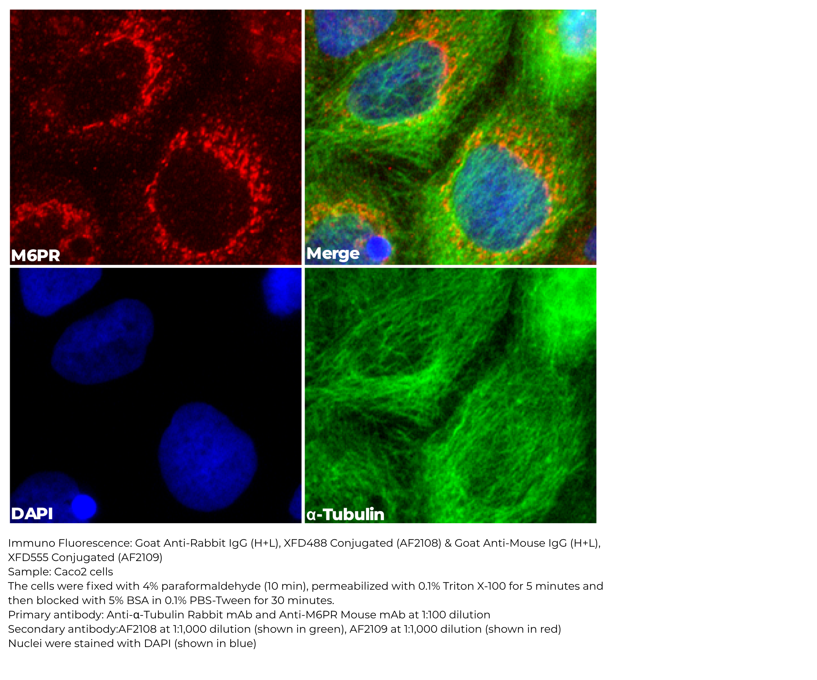 Goat Anti-Mouse IgG(H+L), XFD555 Conjugated (AF2109)