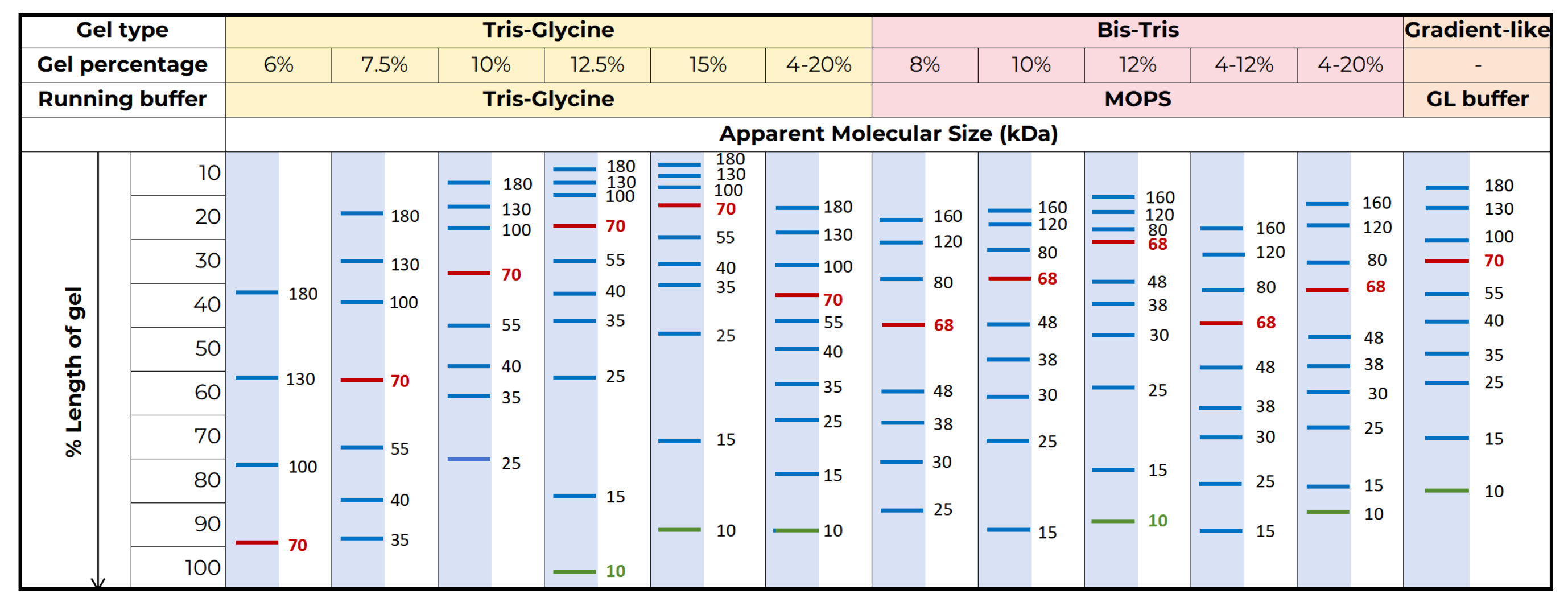 Migration Patterns of Tricolor Prestained Protein Ladder