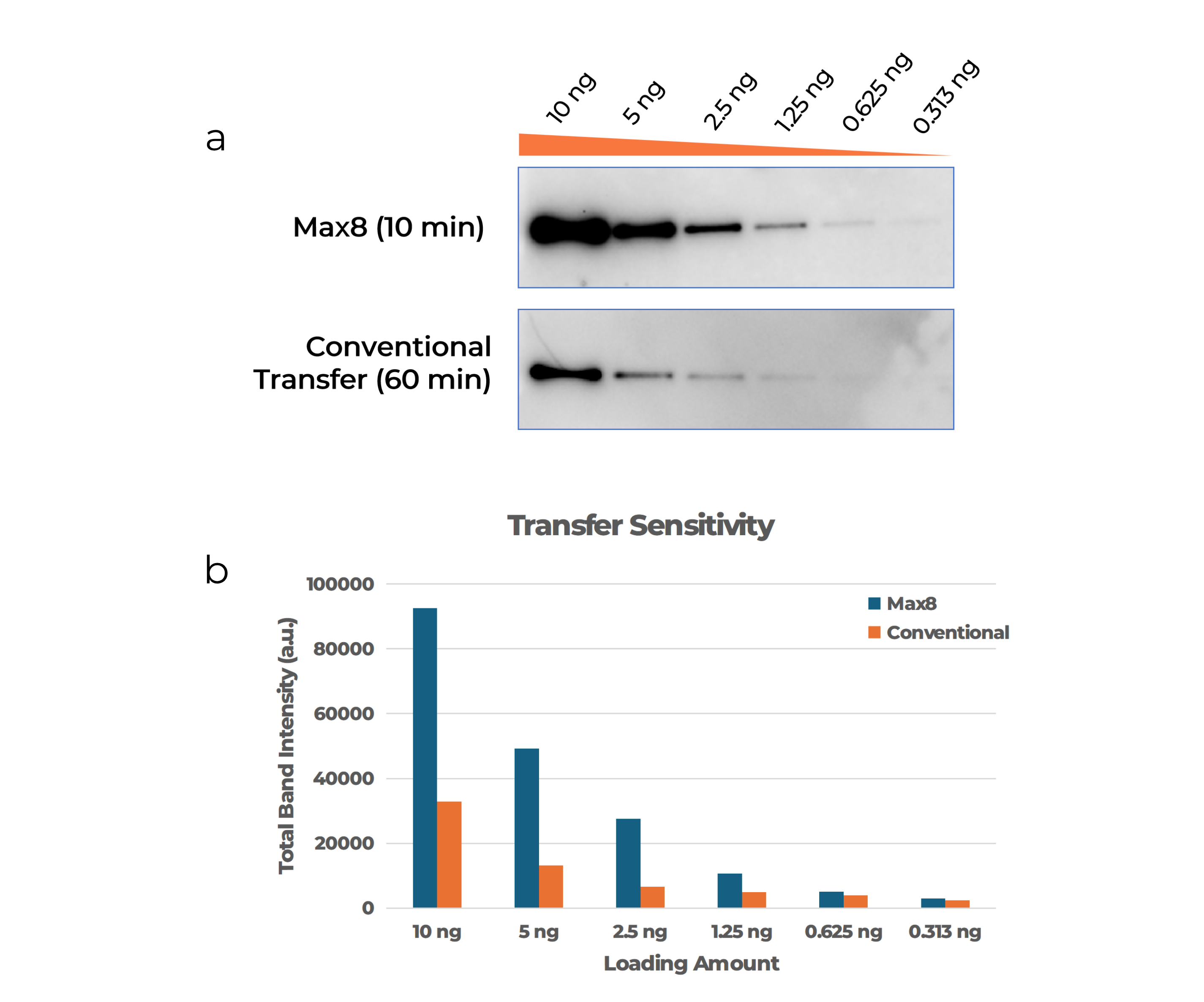 The Max8 enables sensitive detection of low-abundance proteins, delivering on average 2.57-fold higher total band intensity compared to conventional methods.

Protein Transfer Sensitivity Comparison. Recombinant GFP was separated on a 4–20% Bis-Tris gel (1 .0 mm, MOPS) with serial dilutions from 10 to 0.313 ng per lane. Proteins were transferred using the Max8 system (Fast method, 10 min) or conventional wet transfer (300 mA, 60 min) and detected by chemiluminescence using an anti-GFP antibody (a). Quantification of total band intensity is shown in (b).