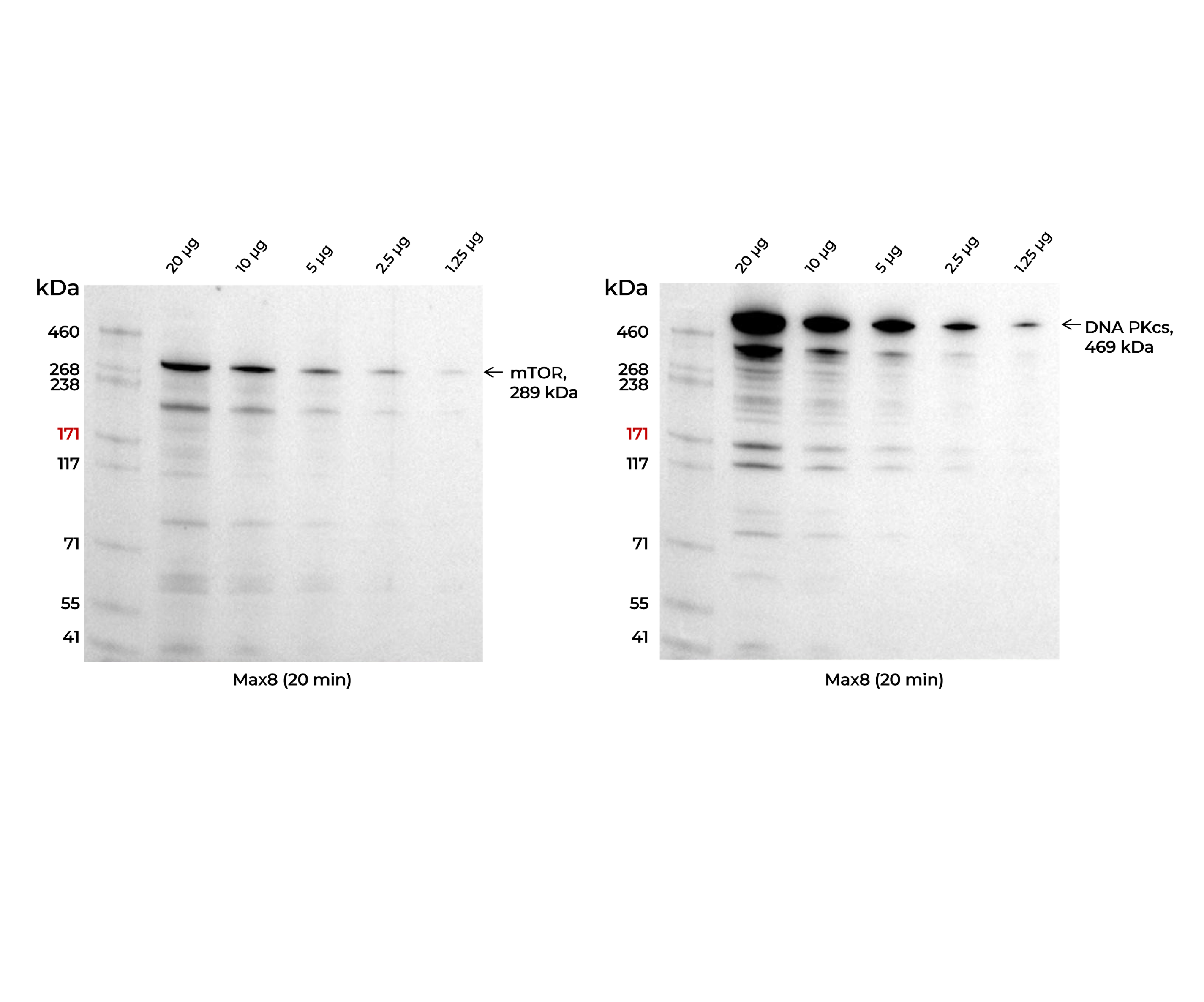 Excellent transfer performance for ultra-large proteins. HeLa cell lysates were separated on a 4–8% Tris-Acetate gel with serial dilutions from 20 to 1.25 µg per lane. Proteins were transferred using the Max8 system (Extended method, 20 min) and detected by chemiluminescence.