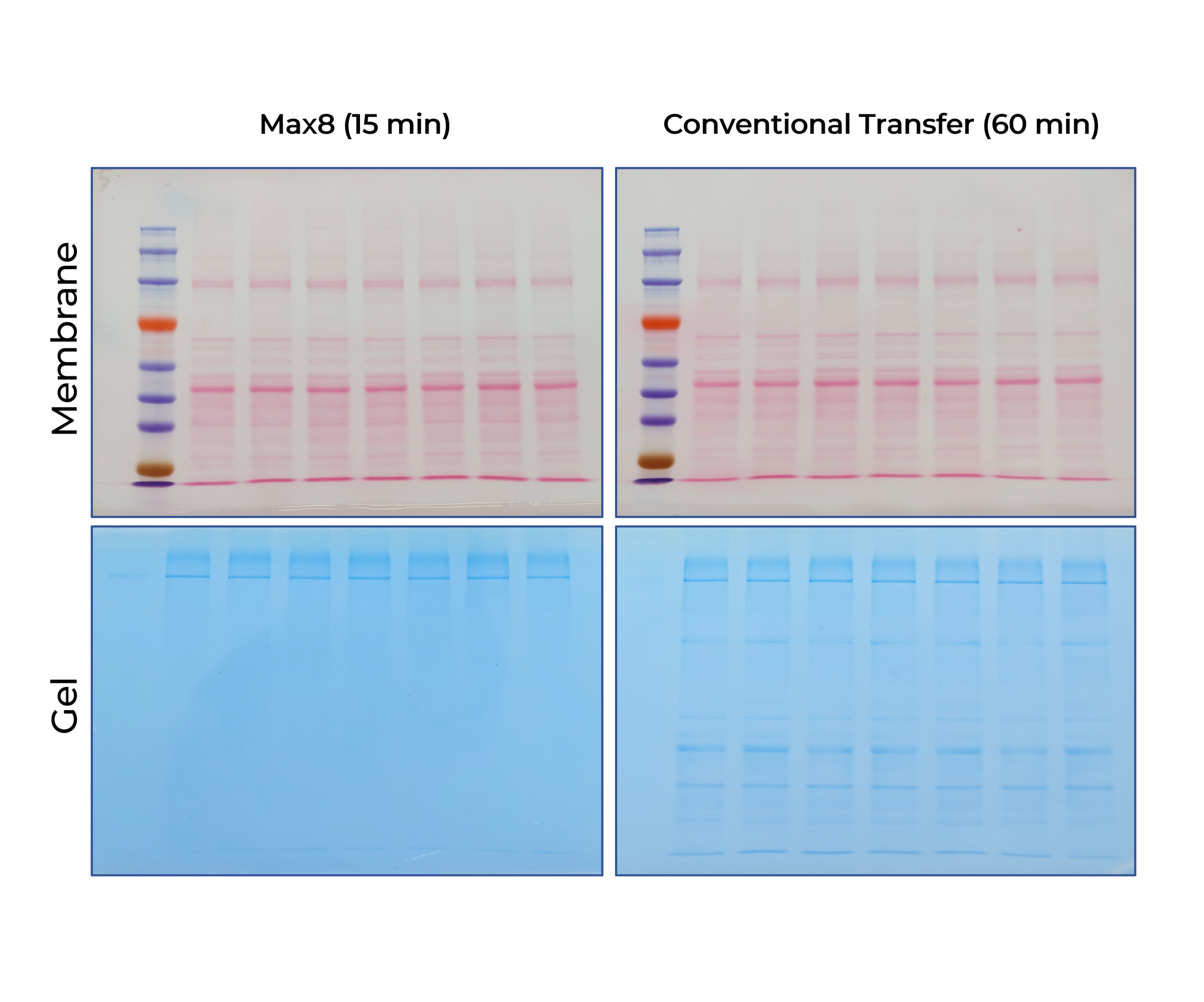 The system delivers efficient, uniform, and reliable protein transfer across a broad molecular weight range, with performance comparable to conventional wet transfer.

Comparison of Protein Transfer Efficiency. Mouse muscle lysates (10 μg per lane) were separated on a 10%Tris–Glycine gel (1.5 mm). Proteins were transferred using the Max8 system (Standard method,15 min) or conventional wet transfer (300 mA, 60 min). Ponceau S–stained membranes and Coomassie-stained gels after transfer are shown.