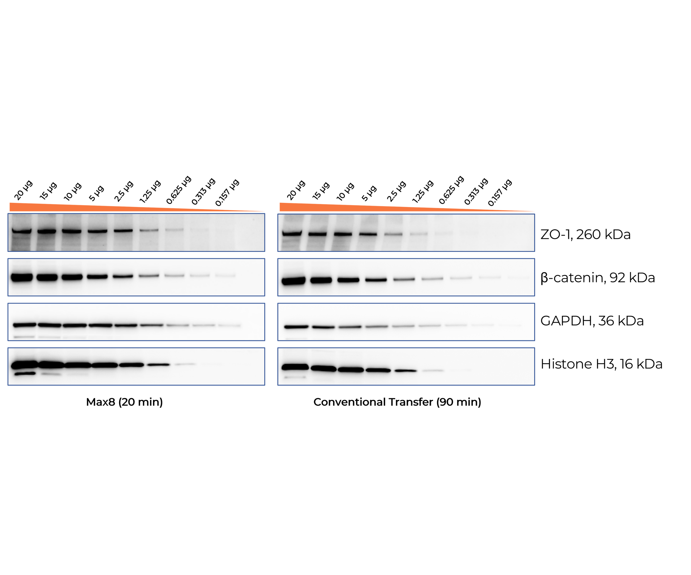 The Max8 delivers strong signal intensity and consistent transfer across a broad molecular weight range (16-260 kDa) on a single membrane. The system also enables efficient transfer of high-molecular weight proteins up to 469 kDa.

Broad Molecular Weight Protein Transfer Performance. PC12 cell lysates were separated on a 4–20% Bis-Tris precast gel with serial dilutions from 20 to 0.157 μg per lane. Proteins were transferred using the Max8 system (Extended method, 20 min) or conventional wet transfer (300 mA, 90 min) and detected by chemiluminescence.